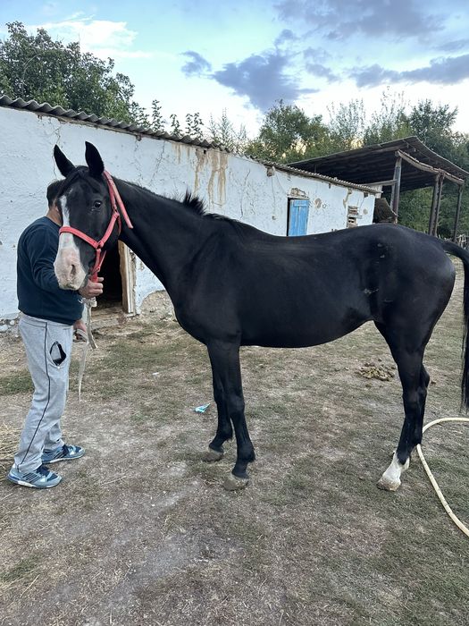 лошадь с красным паспортом