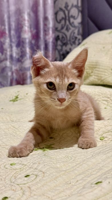 Котенок Тайсон, мальчик