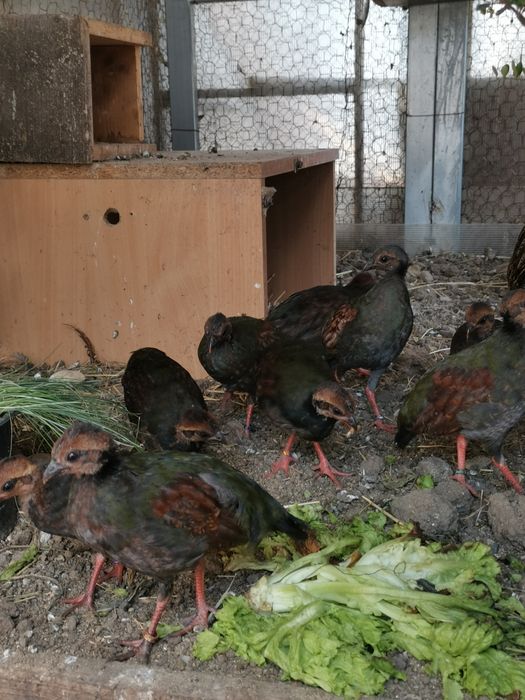 Prepelițe roul roul