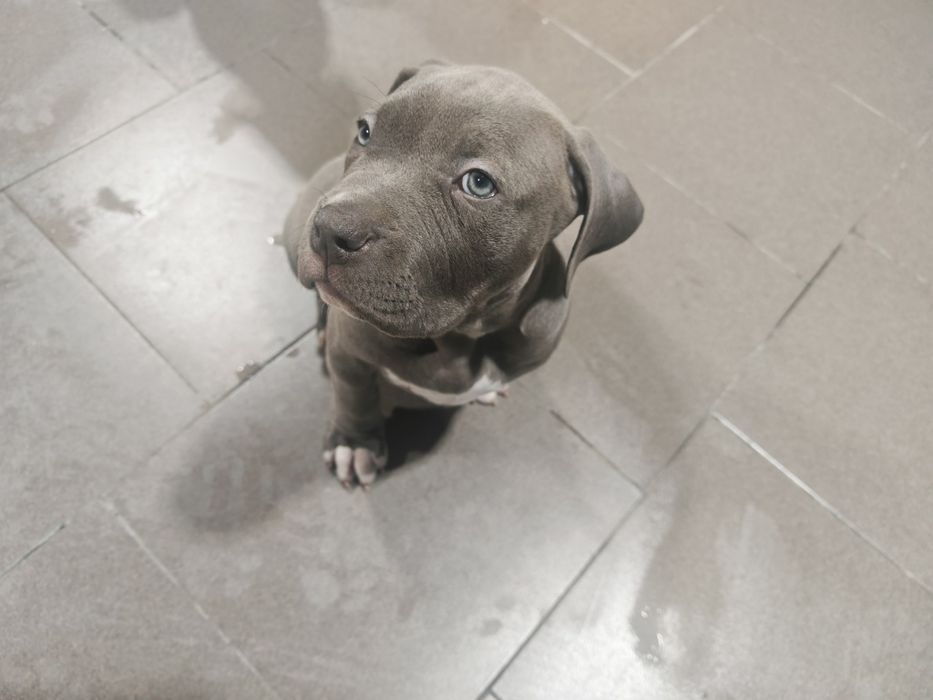 American Bully XL
