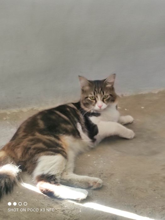 Bengal 1 yosh juda o'yinqaroq. O'g'il bola