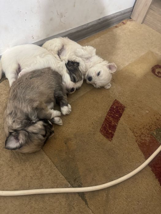 Vand pui bichon Cazanesti Ialomita