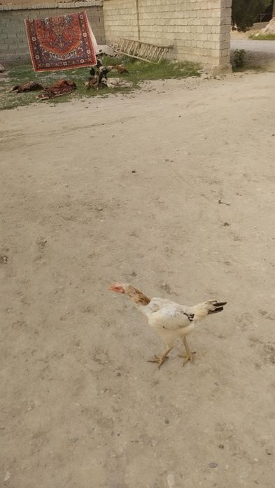 Dakan tovuq sotiladi