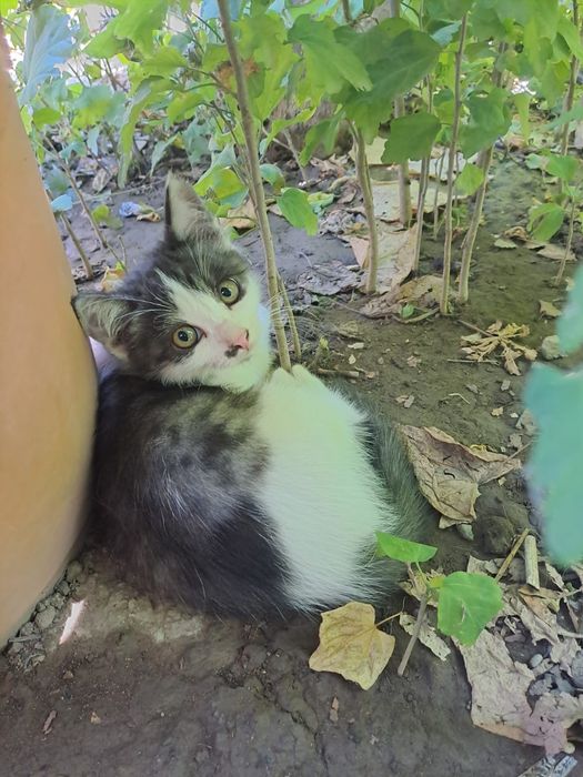 Котята бесплатно