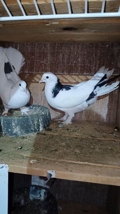 Голуби  широкохвостые  шейки и пара хернохвостыха