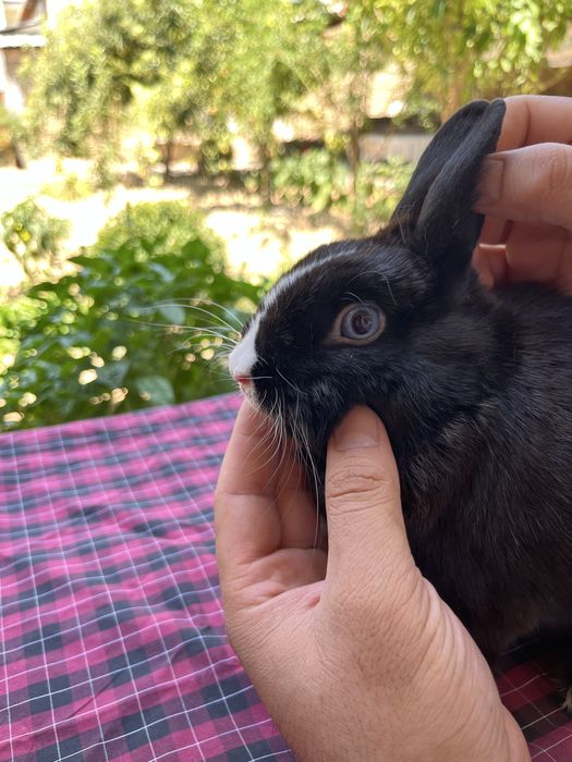 Karlik quyon erkak Toshkent shahar O’rikzor