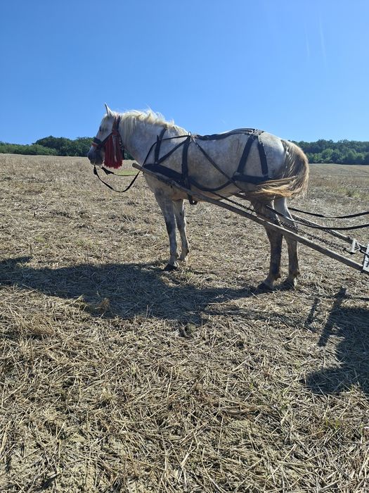 De vanzare iapa gestanta
