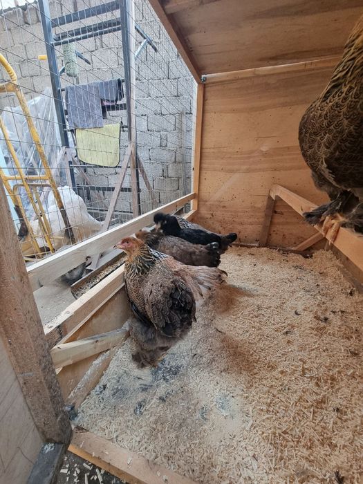 Brama palvila  tovuqlari 300 mindan