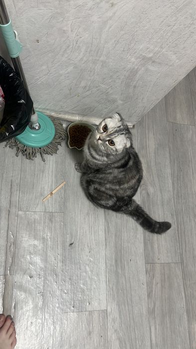 Кошка стерилизованная