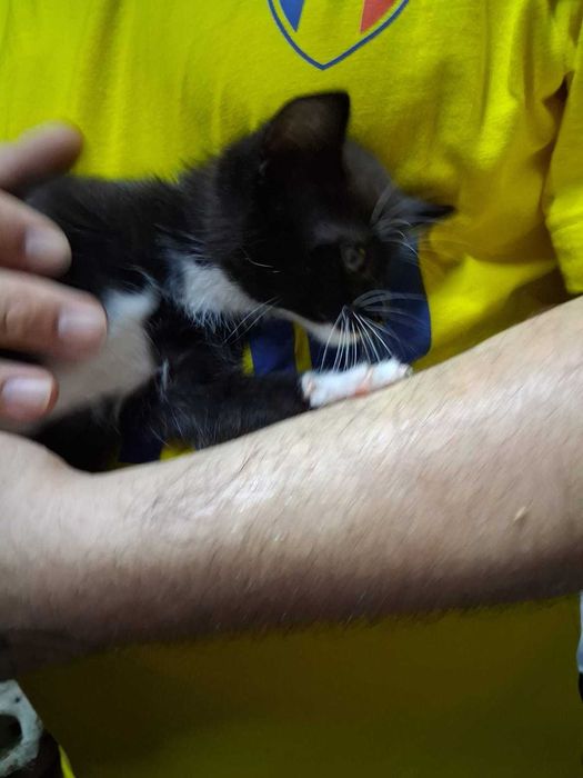 Pui pisica pentru adoptie