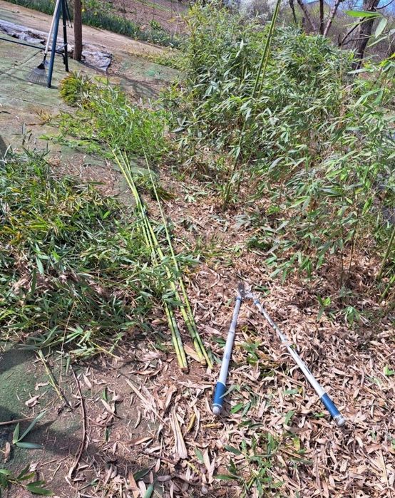 Bambus   Phyllostachys Aureosulcata , aclimatizat in Rom