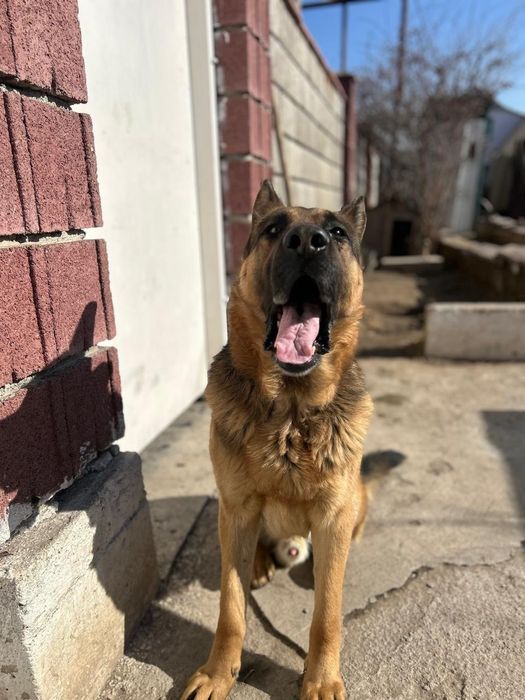 Немецкая овчарка ищет себе невесту