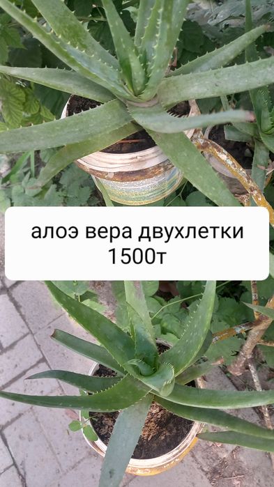 Продам  недорого цветы