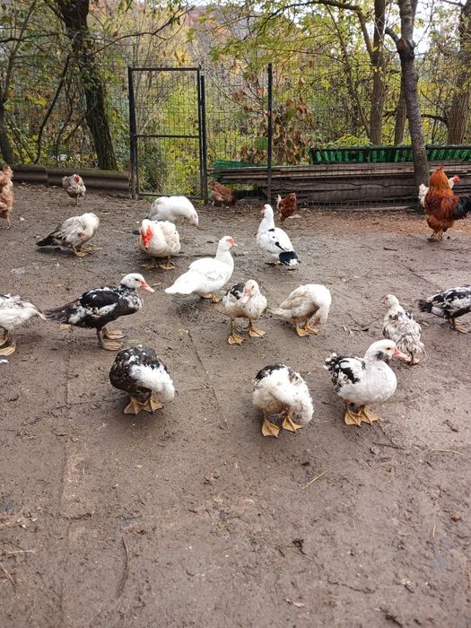 Vând rațe leșești