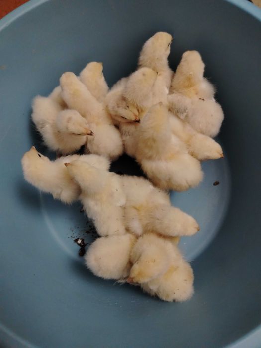 Pui de găină Brahma herminat deschis.