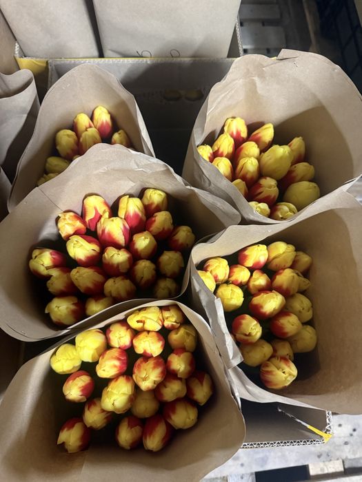 Тюльпаны оптом Алматы