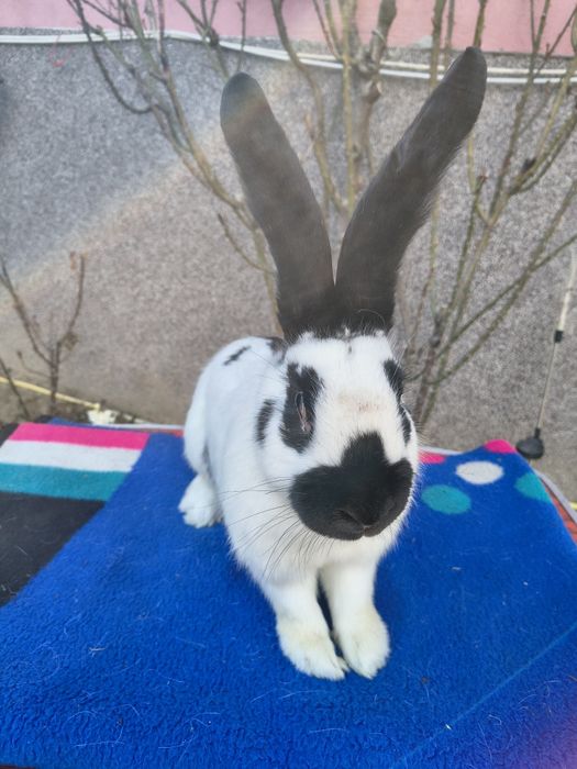 Mascul Pestriț German