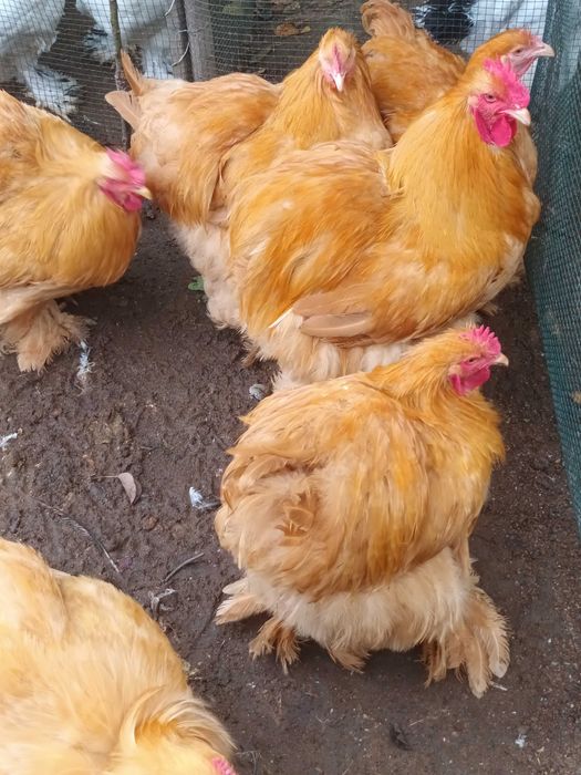 Cochinchina galben cocosi 2026