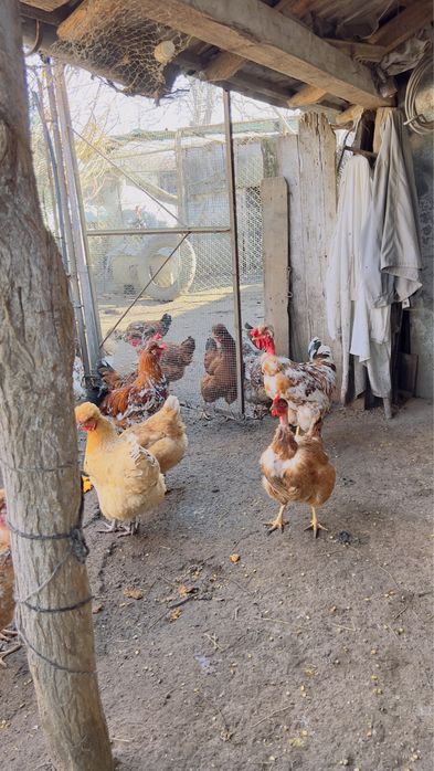 Oua incubat verzi si normale gaini motate golase barboase