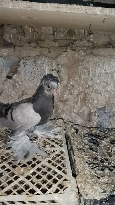 Голуби ронтовые пискуны