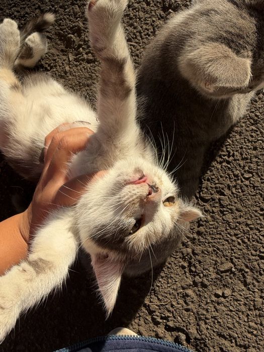 милые котята ищут дом