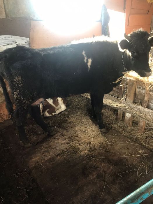 Продам 2 коров,3 тёлки, 2 бычка