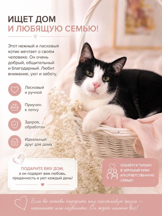 Котик в добрые руки