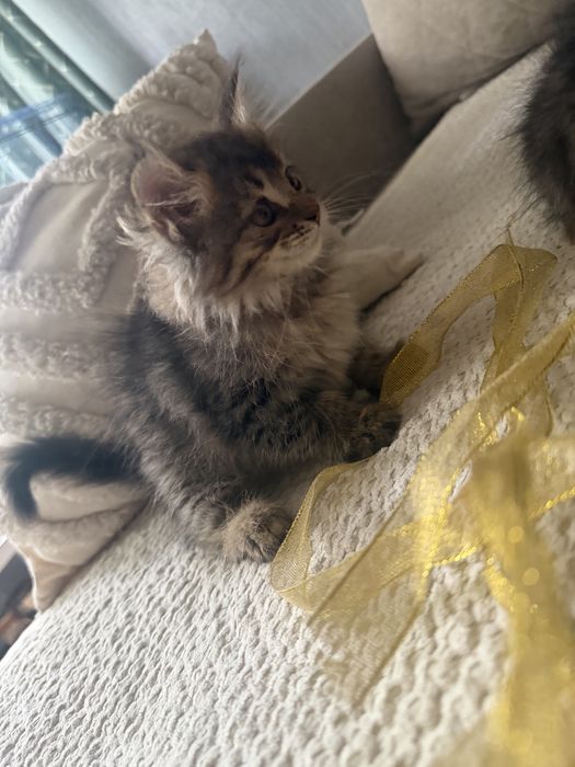 Отдаем котят в хорошие руки