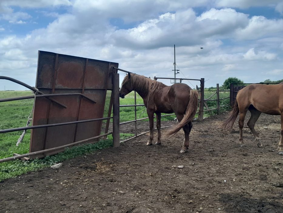 Жеребец полутяжеловоз