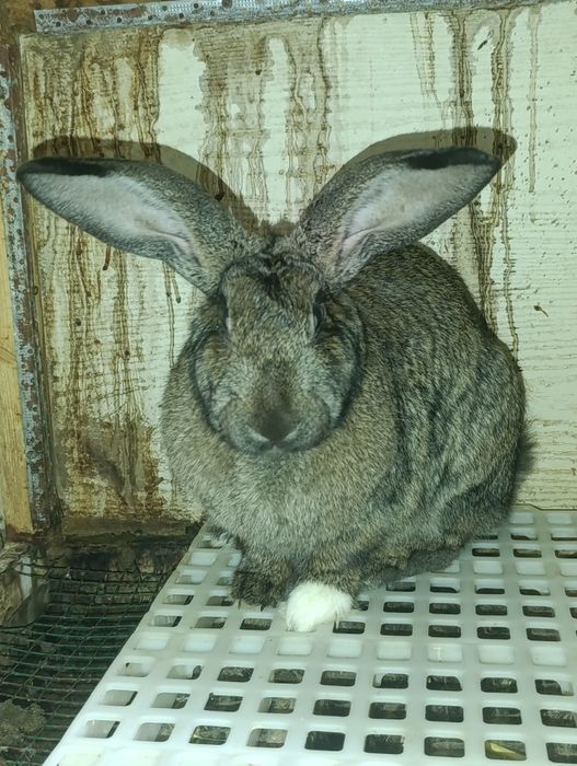 Velikan bollari 40 kunli