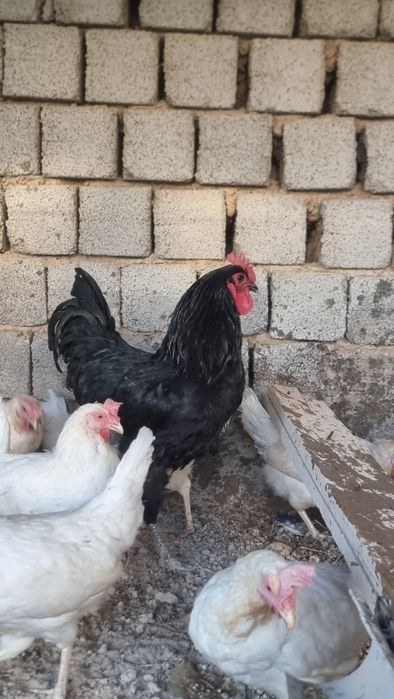 Tovuq xorozlar jaydari oq tovuq