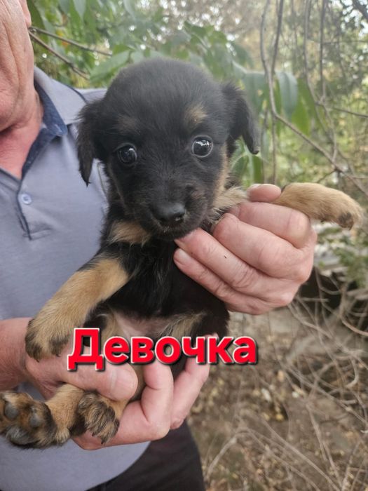 Срочно в добрые руки