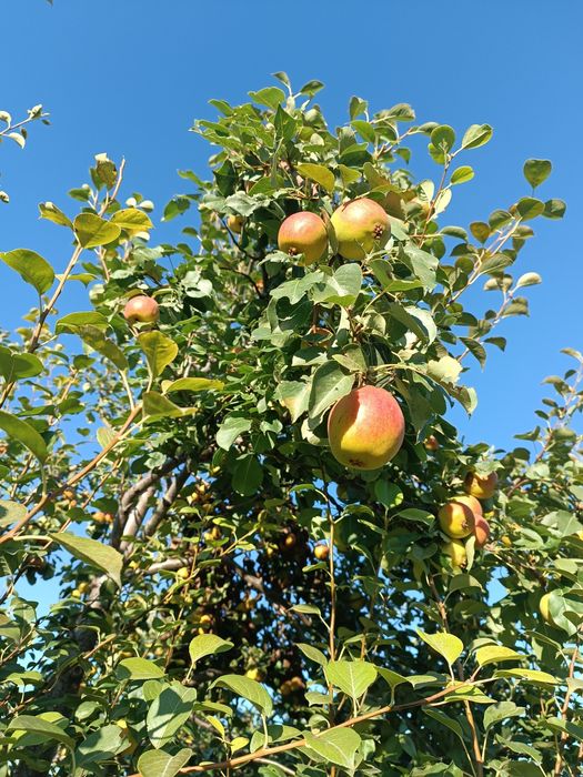 Саженцы грушы ..