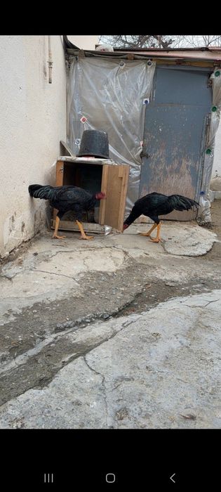 Дакан куланги 6 ойлик 1,2 млн