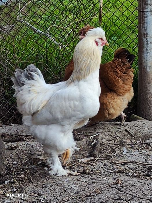 Младо петле на 7 месеца