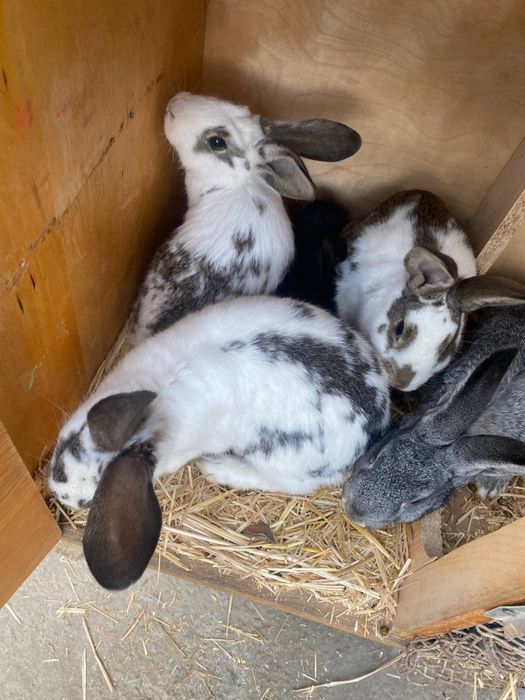 Куёнлар сотилади