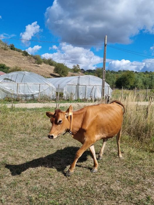 Vând vaca jersey la prima fatare