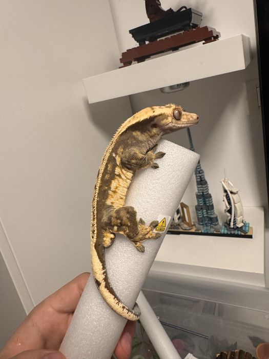 Crested Gecko Subadult male