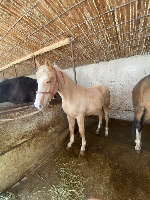 Бие құлынды линия бар