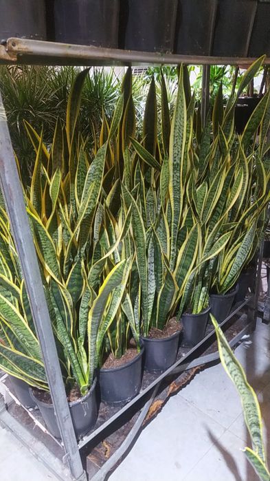 Sansiveriya xavoni 24 soat tozalaydi