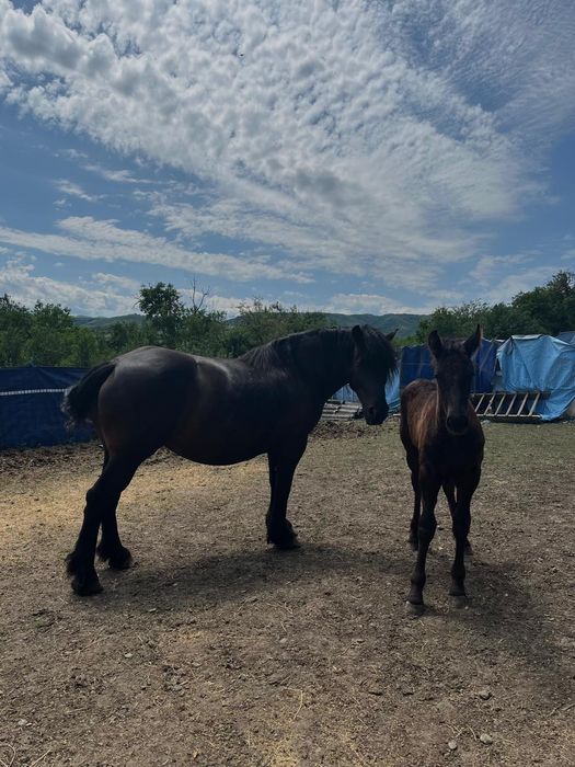 Iapa semigrea românească