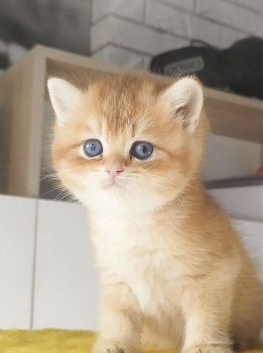 Золотые котята мальчик или девочка