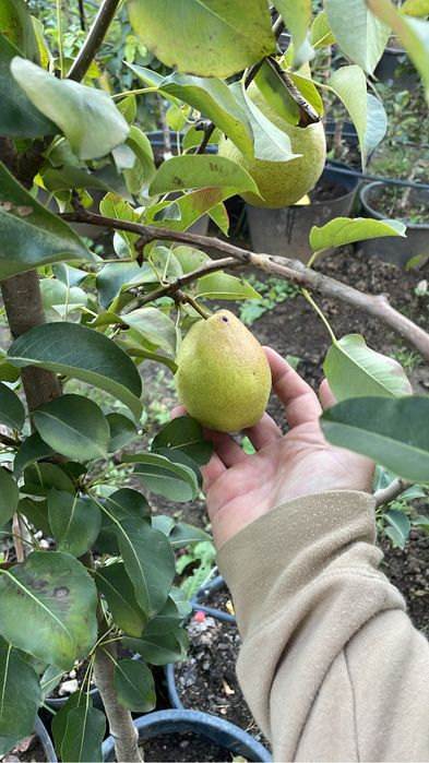 Pomi fructiferi la ghiveci ! Pe rod !