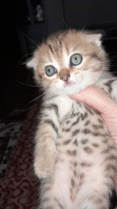 Вислоухие котёнки