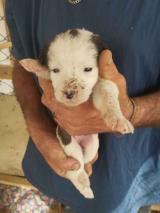 Отдам щенят бесплатно