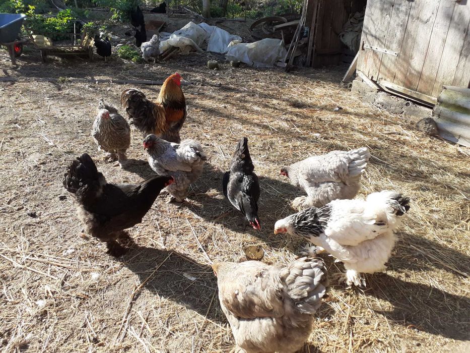 Vand oua pentru incubat Wyandote si Brahma
