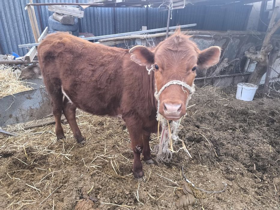 Қашар сатылады 350000