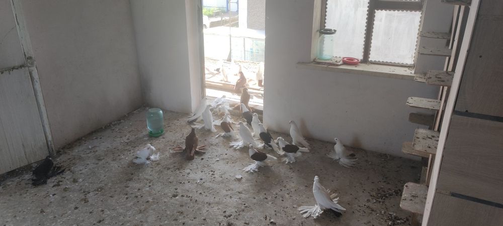 Продаю голубей..