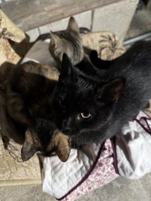 Donez 3 pui de pisică găsiți / căutăm stăpân urgent