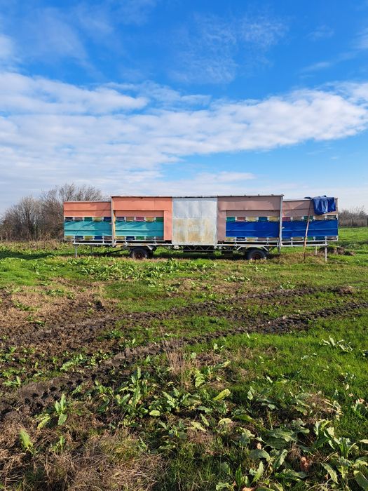 Pavilion apicol extensibil